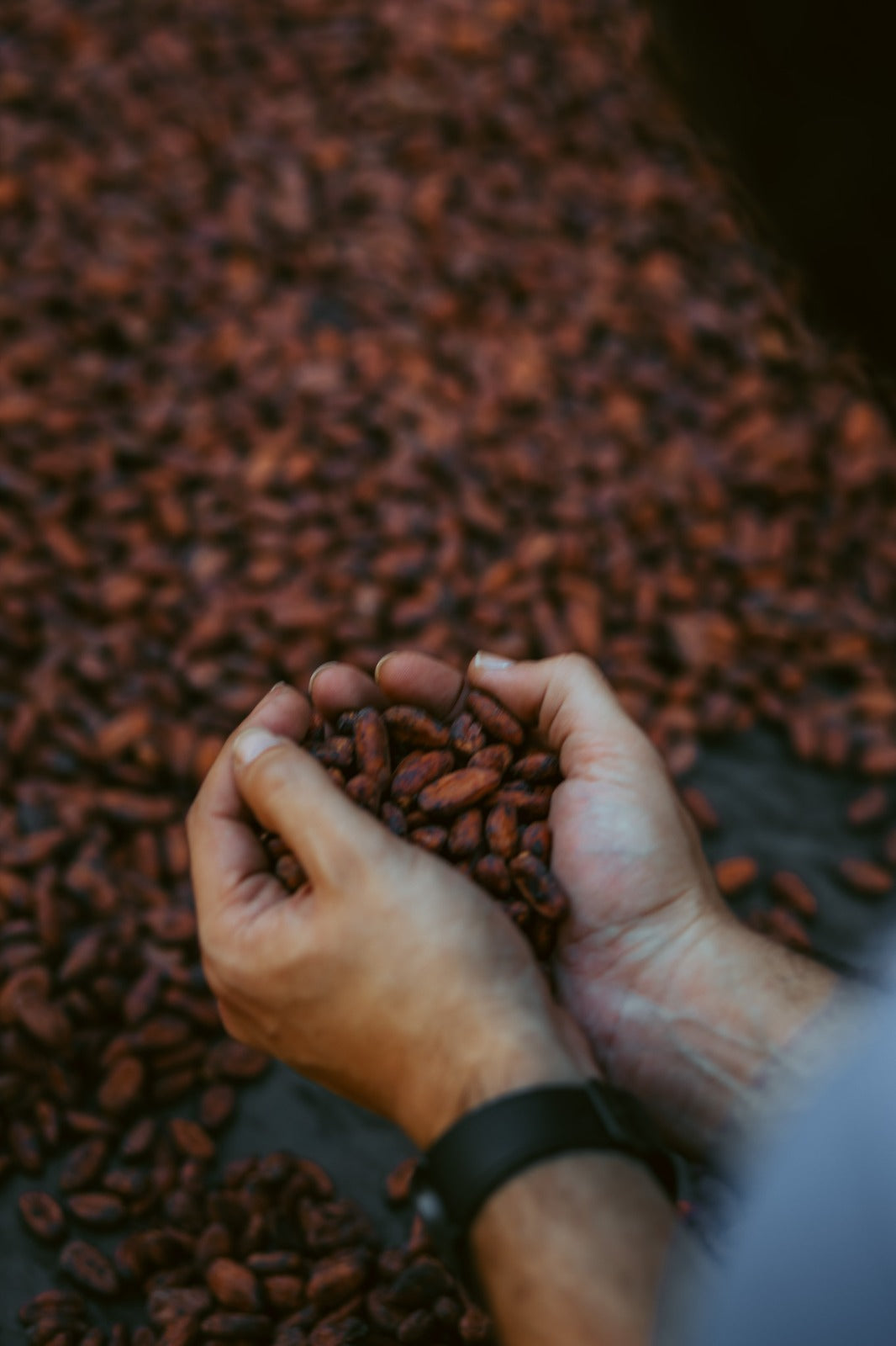 Zeremonieller Kakao aus Guatemala KAMPURA 250 g